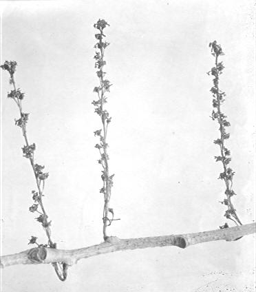 Catkins on Populus wislizenii