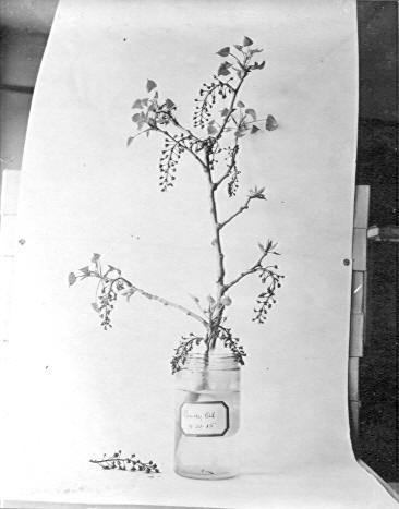 Catkins on Populus wislizenii