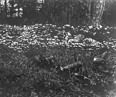 Stereum fasciatum on Quercus alba Stereum fasciatum on Quercus alba