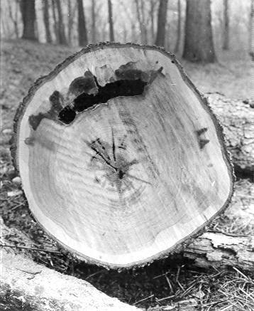 Hydnum erinaceus on Quercus alba