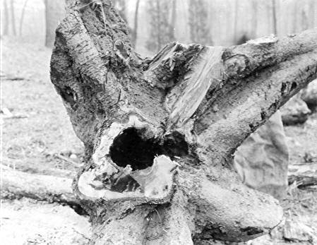 Hydnum erinaceus on Quercus alba. Root hollow.