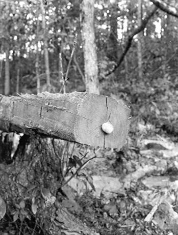 Hydnum erinaceus on Quercus alba