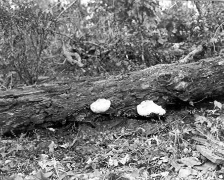 Hydnum erinaceus on Quercus alba