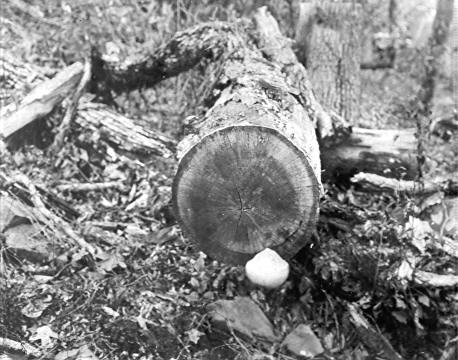 Hydnum erinaceus on Quercus alba