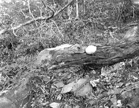 Hydnum erinaceus on Quercus alba