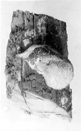 Hydnum erinaceus on Quercus gambelii