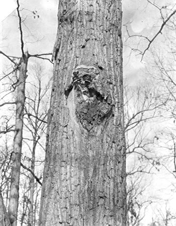 Irpex mollis on Quercus prinus