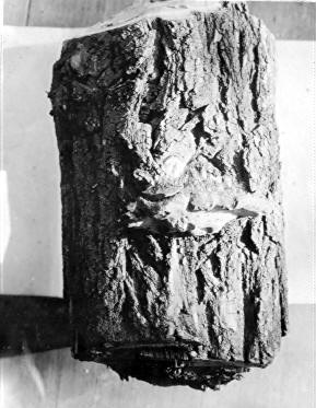 Irpex mollis on Robinia pseudocacia Irpex mollis on Robinia pseudocacia