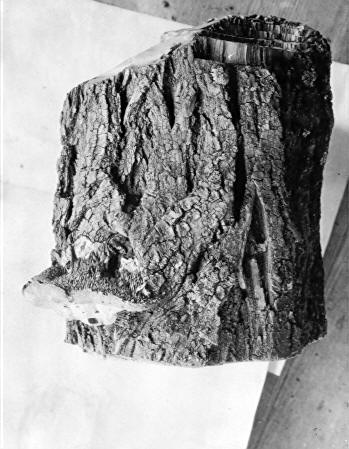 Irpex mollis on Robinia pseudocacia Irpex mollis on Robinia pseudocacia