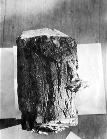 Irpex mollis on Robinia pseudocacia Irpex mollis on Robinia pseudocacia