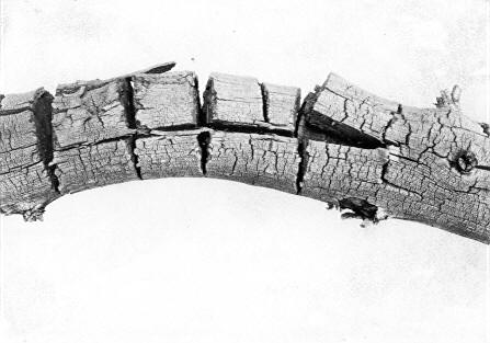 Lenzites saepiaria on Pinus ponderosa