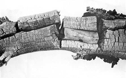 Lenzites saepiaria on Pinus ponderosa