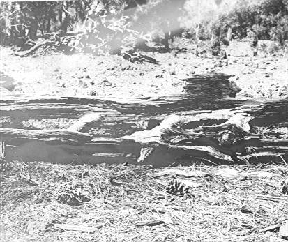 Lenzites saepiaria on Pinus ponderosa