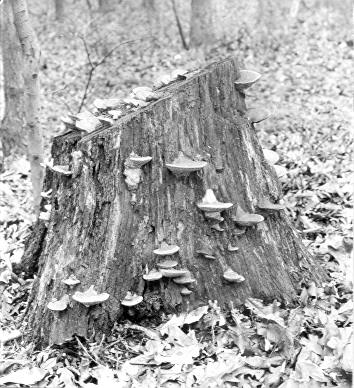 Daedalea quercina on Quercus alba