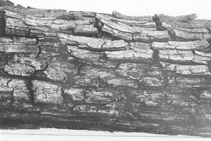 Lenzites saepiaria on Pinus ponderosa