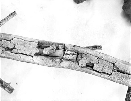 Lenzites saepiaria on Pinus ponderosa