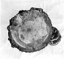 Polyporus cuticularis? on Quercus catesbaei