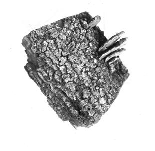 Polyporus cuticularis? on Quercus catesbaei