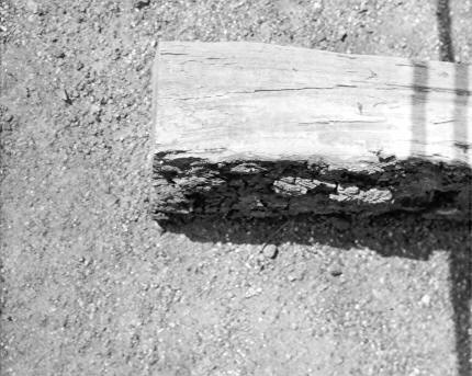 Polyporus dryadeus on Quercus alba