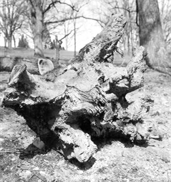 Polyporus dryadeus on Quercus alba