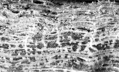 Polyporus dryadeus on Quercus alba