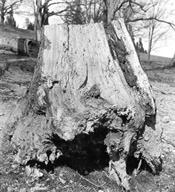 Polyporus dryadeus on Quercus alba