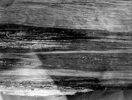 Polyporus ellisianus on Pinus ponderosa