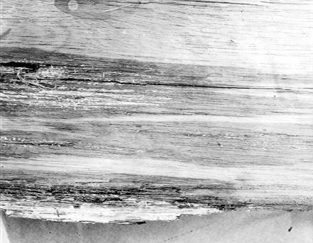 Polyporus ellisianus on Pinus ponderosa