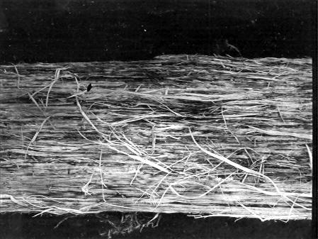 Polyporus ellisianus on Pinus ponderosa