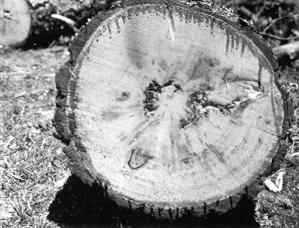 Polyporus ellisianus on Pinus ponderosa