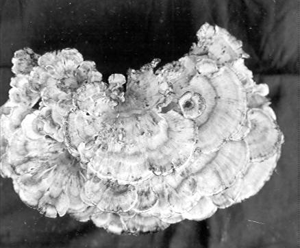 Polyporus frondosus on Quercus rubra