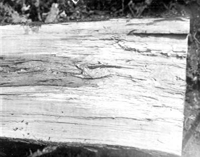 Polyporus frondosus on Quercus rubra