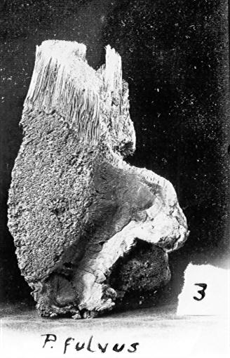 #3 Polyporus fulvus on Quercus sp.