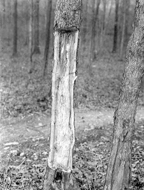 Polyporus obtusus on Quercus alba