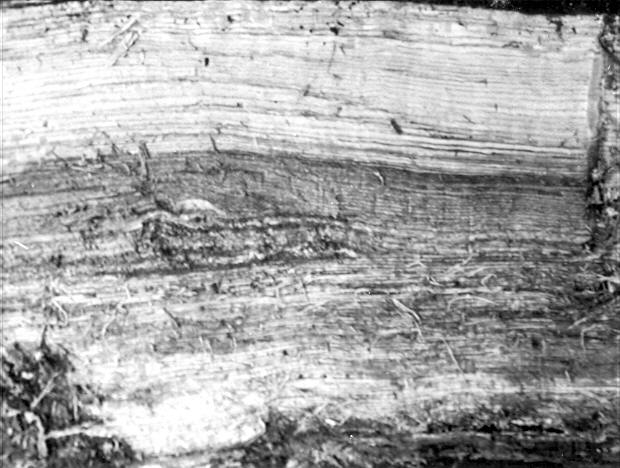 Polyporus pilotae on Quercus rubra