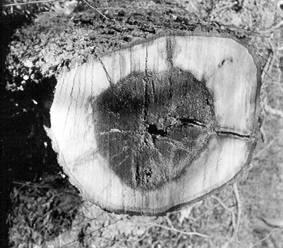 Polyporus pilotae on Quercus coccinea