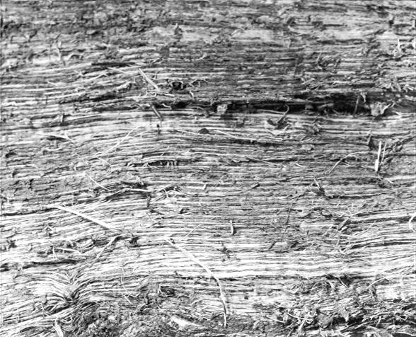 Polyporus pilotae on Quercus coccinea