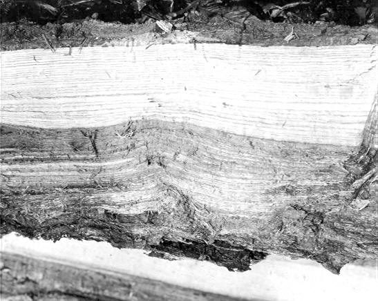 Polyporus pilotae on Quercus rubra