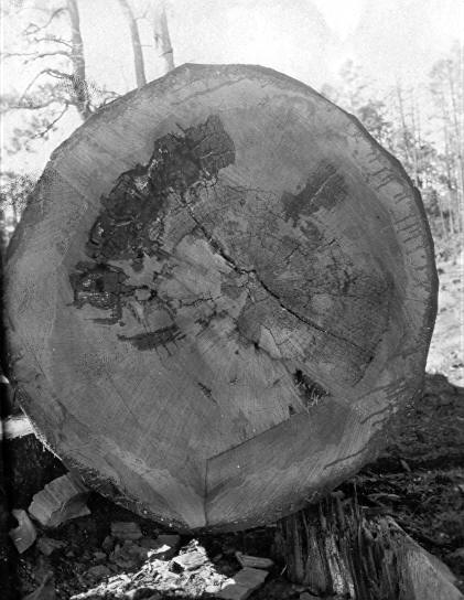 Polyporus schweinitzii on Pinus ponderosa