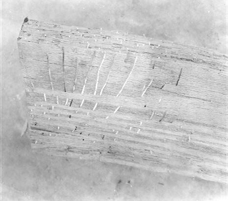 Polyporus sulphureus on Quercus rubra