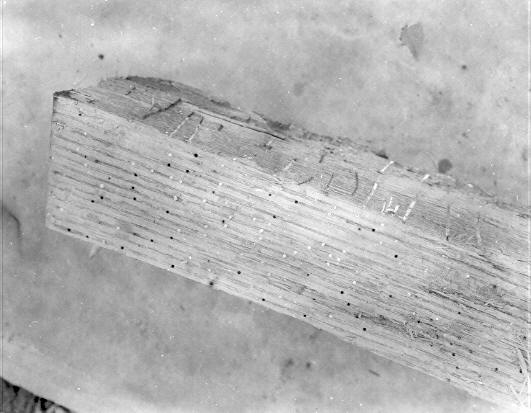 Polyporus sulphureus on Quercus rubra, pin worm holes