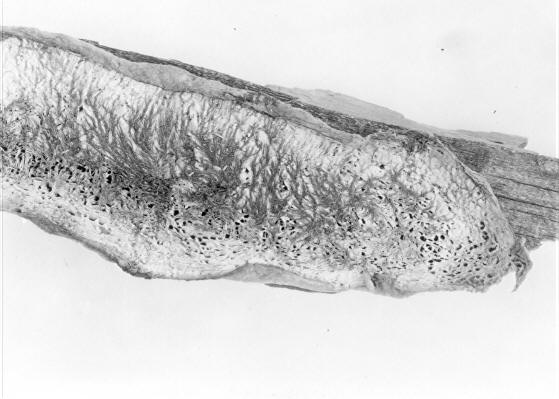 Polyporus alboluteus on Pinus Ponderosa