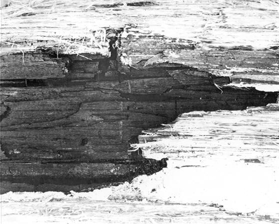 Polyporus ellisianus joining Stereum brown brittle rot on Pinus ponderosa