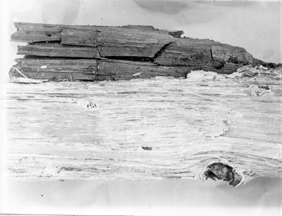 Polyporus ellisianus joining Stereum brown brittle rot on Pinus ponderosa
