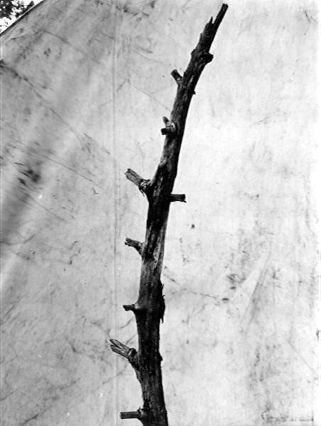 Lenzites saepiaria? on Pinus Ponderosa