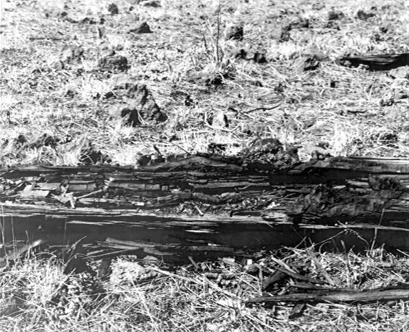 Lenzites saepiaria on Pinus Ponderosa