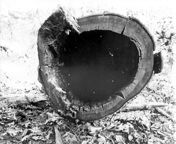 Hydnum erinaceus on Quercus alba