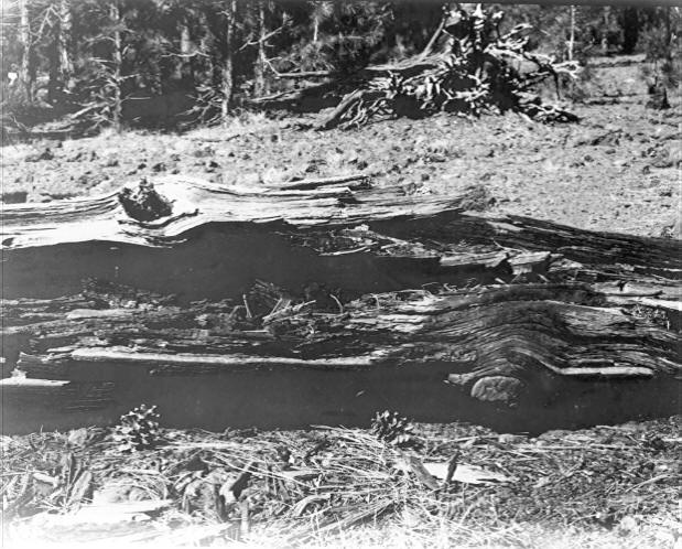 Lenzites saepiaria on Pinus Ponderosa