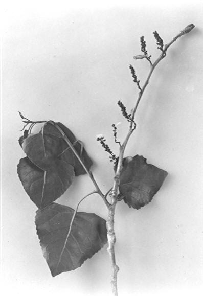 Catkins on Populus wislizenii