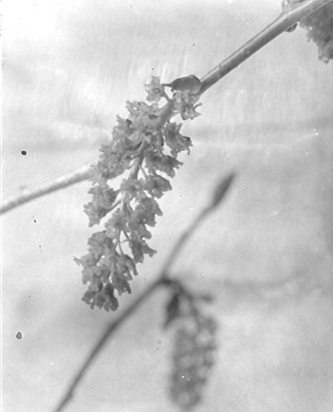 Catkins on Populus wislizenii